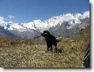 Flat coated retriever \(Dog standard\)