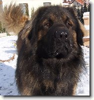 Leonberger