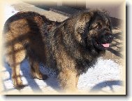 Leonberger