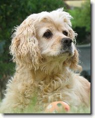 American cocker spaniel \(Dog standard\)