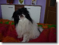 Chin, Japanese Chin