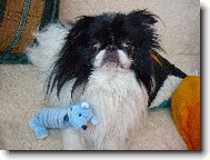 Chin, Japanese Chin