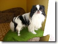 Chin, Japanese Chin