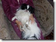 Chin, Japanese Chin