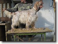 English setter