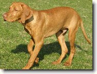 Hungarian Vizsla, Hungarian Pointer