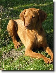 Hungarian Vizsla, Hungarian Pointer