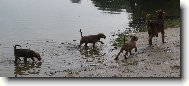 Irish  terrier \(Dog standard\)