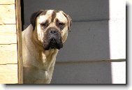 Bullmastiff