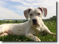 Dogo Argentino \(Dog standard\)