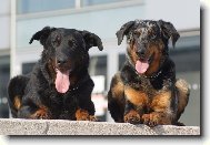 Beauce sheep dog \(beauceron\) \(Dog standard\)