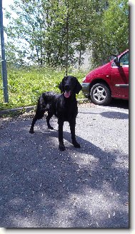 Flat coated retriever \(Dog standard\)