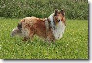 Collie Rough