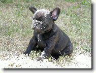 French bulldog \(Dog standard\)