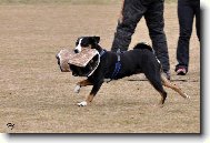 Appenzeller Sennenhund