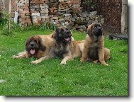 Leonberger