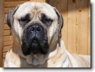 Bullmastiff