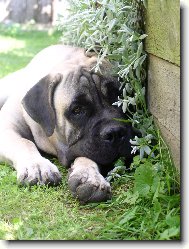 Bullmastiff