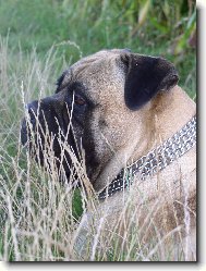 Bullmastiff