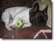 French bulldog \(Dog standard\)