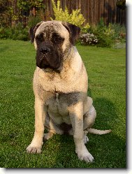 Bullmastiff