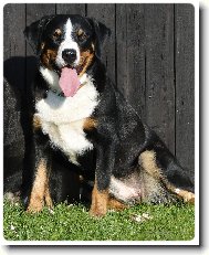 Appenzeller Sennenhund