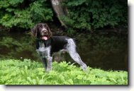 Czech Pointer, Bohemian wire-haired Pointing griffon