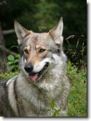 Saarloos Wolfhond