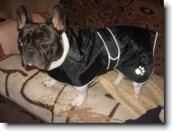 French bulldog \(Dog standard\)