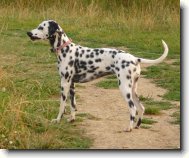 Dalmatinac, Dalmatian