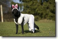 German shepherd dog \(Dog standard\)