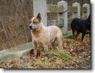 Australian Cattledog