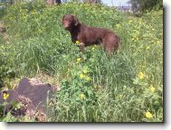 Chesapeake Bay Retriever