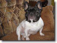 French bulldog \(Dog standard\)