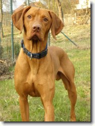 Hungarian Vizsla, Hungarian Pointer