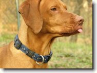 Hungarian Vizsla, Hungarian Pointer