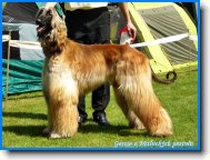 Afghan Hound