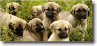 Anatolian Shepherd Dog, Anatolian Karabash Dog