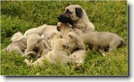 Anatolian Shepherd Dog, Anatolian Karabash Dog