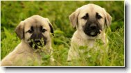 Anatolian Shepherd Dog, Anatolian Karabash Dog