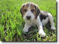 Beagle