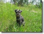 Miniature schnauzer \(Dog standard\)