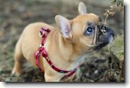 French bulldog \(Dog standard\)