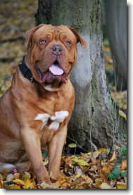 Dogue de Bordeaux \(Dog standard\)