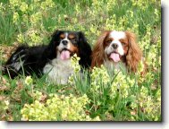 Cavalier King Charles Spaniel