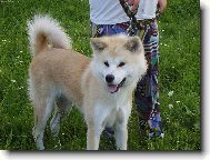 Japanese akita \\\\\(Dog standard\\\\\)