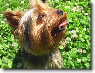 Jorkrsk terier, Yorkshire Terrier,