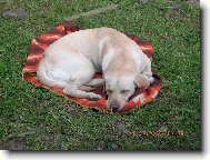 Labrador Retriever