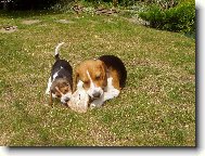 Beagle