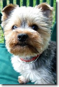 Jorkrsk terier, Yorkshire Terrier,